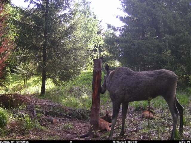 põder vasikatega - r.roht
