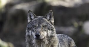 Lambniku jaht läheb edukalt: kokkuvõte seisuga 20.12