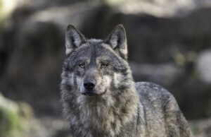 Lambniku jaht läheb edukalt: kokkuvõte seisuga 20.12