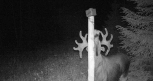 Uhke põdrapull käis soolakul sarvi näitamas