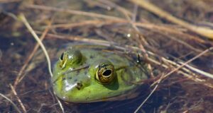 Huvilised on oodatud liigikaitse konverentsile Tallinna Loomaaias