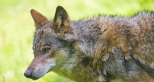 Huntide mõju märgalade maastikule Ameerikas leidis kinnitust