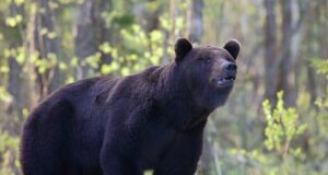 Vereta jahi võitis aasta looma foto