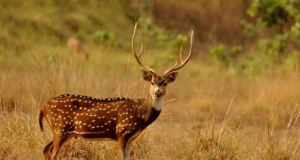 Ohtlike võõrliikide nimekiri täienes