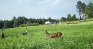 PILTUUDIS: Looma ja linnuriigi ebatavaline kohtumine