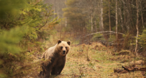 Keskkonnaamet vaidlustab halduskohtu määruse karujahi peatamise kohta