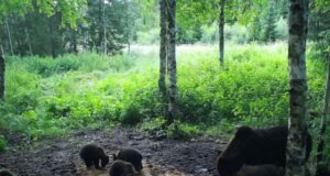 Metsades tatsab kaks kuueliikmelist karuperet