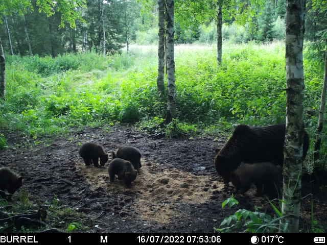emakaru viie pojaga pärnumaal
