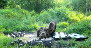 VIDEO: aasta loom poegadega askeldamas
