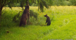 VIDEO: Karupere sattus teise isendi territooriumile