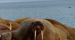 Soomest leiti esimene morsk