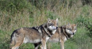 FACE pressiteade: Huntide kaitsestaatuse muutmine Euroopas: FACE reageerimine järgmistele sammudele