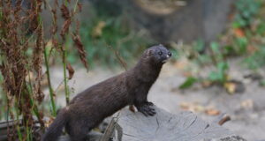 Saaremaale asustatakse Euroopa naaritsad