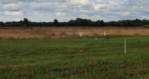 Nabalas toimus koertele jänesejooksu treening