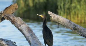 Terras: kormoranide ohjamine vajab üleeuroopalist kava