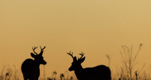 Soomlased tohivad nüüd erandkorras öösihikut kasutada