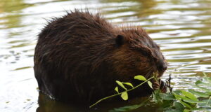 Aita edastada ondatra vaatluseid!