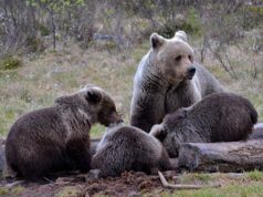 Jõustus uus haavatud uluki jälitamise regulatsioon
