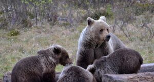 Jõustus uus haavatud uluki jälitamise regulatsioon