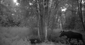 PILTUUDIS! Põdrapullidel on sarved juba puhtad