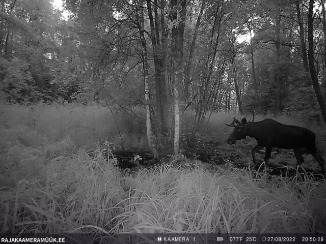 Pull puhaste sarvedega 27.08.2022