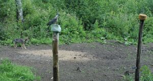 VIDEO: Hundikutsikas avastab maailma