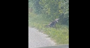 VIDEO: Türi vallas liigub ringi kärntõves hunt