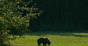 Harjumaal käib karu talu aias õunu söömas