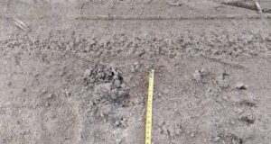 Hiiumaale on arvatavasti jõudnud karu