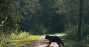Algab aasta looma fotovõistlus “Karul kõned kavalad”