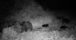 VIDEO: Karud tülitsevad toidu pärast