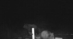 Algas karu, kopra, rebase, metskurvitsa, kormorani ja kaelustuvi jaht