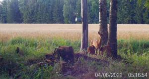 VIDEO: Kitsemamma imetab tallesid