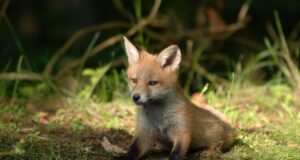 Lähme metsa! Jahitunnistuse taotlejate kursustel on veel vabu kohti