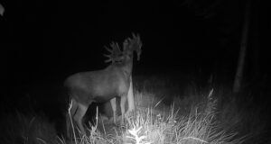 PILTUUDIS: Uhke põdrapull maiustab soolaga