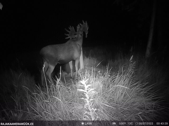 põder - jõgeva - ragnar major