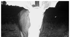 Ulukid uudistavad rajakaamerat