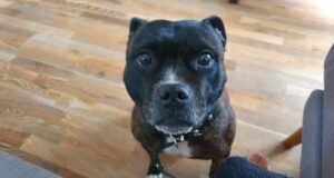 Peipsi ääres on kadunud bullterjer