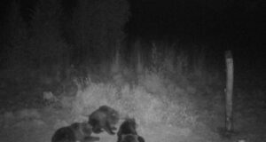 Karupere rajakaameras (piltuudis)