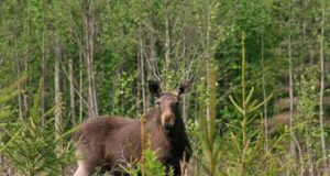 Oktoobris algav suurulukite jahihooaeg võib ajada loomad teele