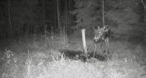 PILTUUDIS: Pull tuli pulma lilledega