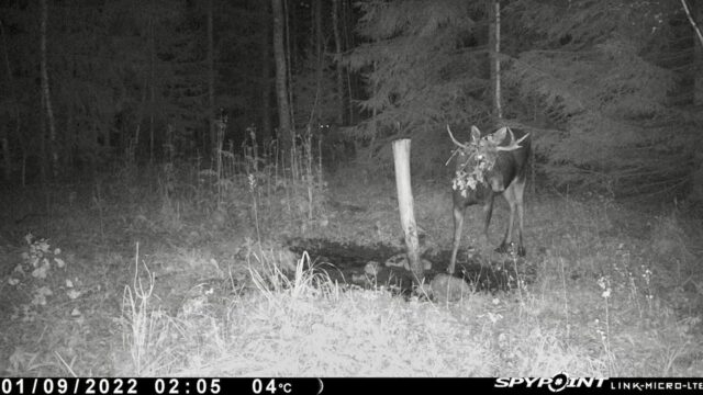 Pull oksaga Jamso soolakus