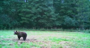 Hiidlastele külla tulnud karu võib saarele jääda pulmaplaanideni