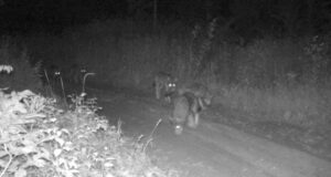 “Osoon” uuris kuidas käib hundikarja seire