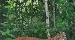 Ilvesest võib taas saada jahiloom