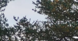 Lääne-Virumaal käis küla hoovis ilves uudistamas