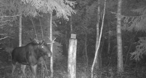 PILTUUDIS: Põder puhastab oma sarvi