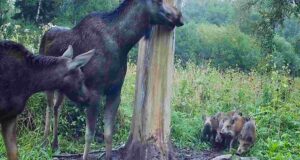 PILTUUDIS: Põdrad ja sead uudistavad soolakul