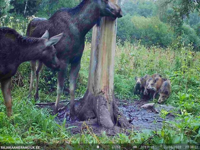põdrad ja sead - hendrik gottlob