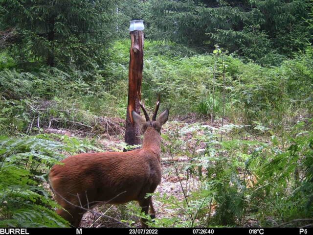 soolaku külalised kits